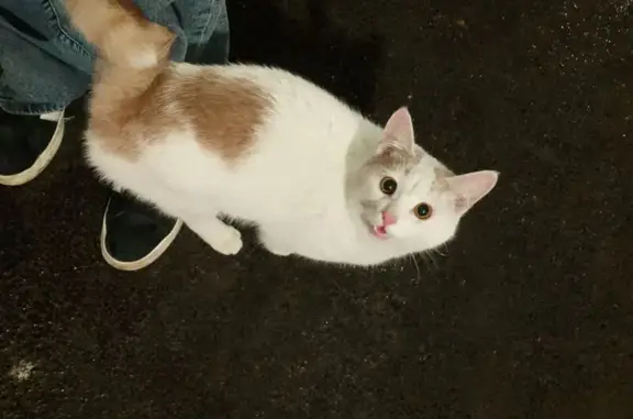 Найдена кошка, ул. Воинов-Интернационалистов, 26А