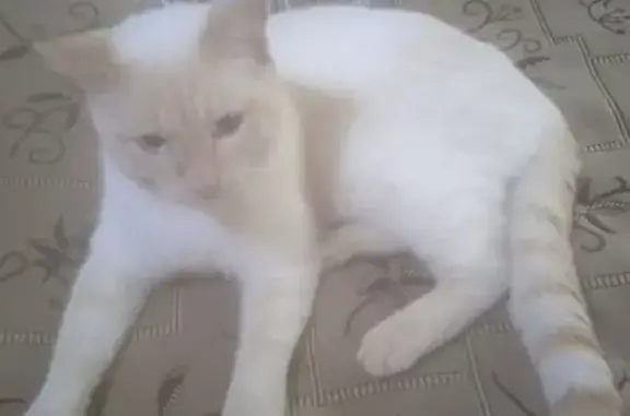 Пропала кошка, Таёжная ул., 24, Нижневартовск