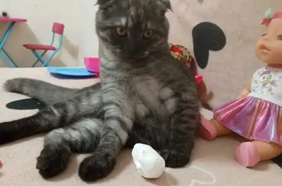 Кошки потеряшки, Семикаракорск, фото: Потеряшка кошка, 17-й переулок, 72