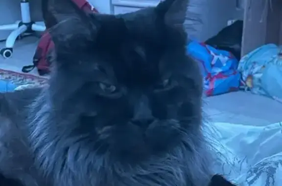 Кошки потеряшки, Песочный, фото: Потеряшка кот, Пионерская ул., 40А, Песочный