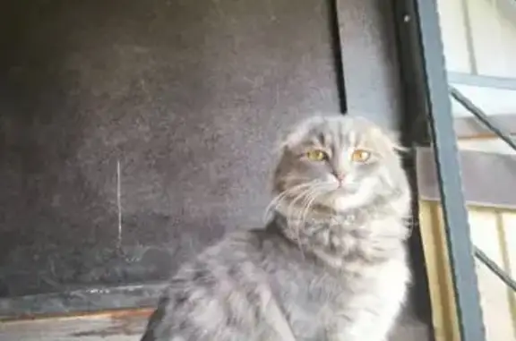 Найдена кошка, Краснодар, фото: Найдена кошка, Российская 367, Краснодар