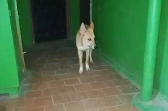 Собака найдена: Интернациональная, 23 к1