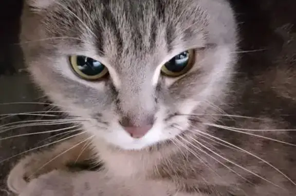Найдена кошка, ул. Торпедо, 24, Воронеж