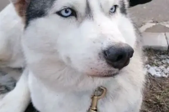 Найдена собака, Санкт-Петербург, фото: Хаски найдена: ул. Михайлова, 8, СПб