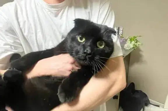 Найдена кошка, Краснодар, фото: Найдена кошка, ул. Восточно-Кругликовская 77