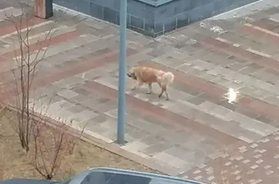 Собака найдена на ул. Ломако, 14, Красноярск