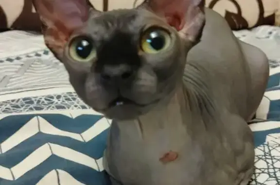 Кошки потеряшки, Пенза, фото: Потеряшка кошка, Пенза, пр. Строителей, 33