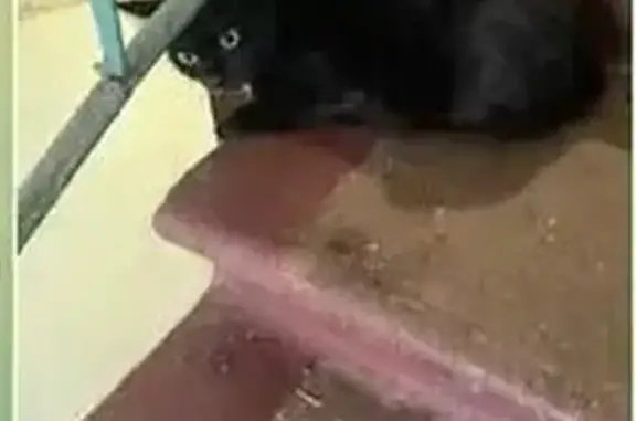 Кошка найдена, Плеханова 14 к1, Москва