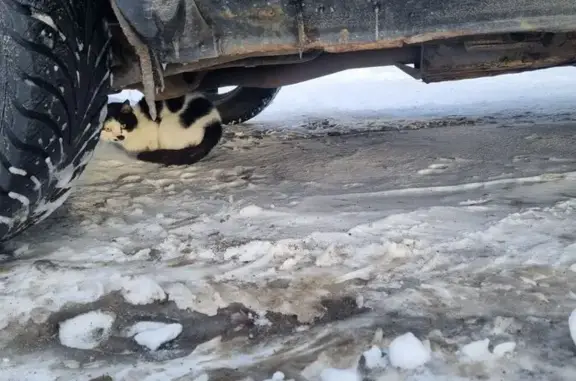 Найдена кошка, Мурманск, фото: Кошка найдена на Полухина, 4, Мурманск