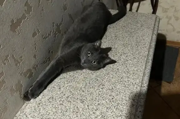 Кошки потеряшки, Зеленоград, фото: Потеряшка серая кошка, ул. Полагушина