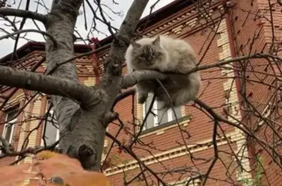 Кошки потеряшки, Тюмень, фото: Потеряшка кошка на Нагорной, 2А, Тюмень