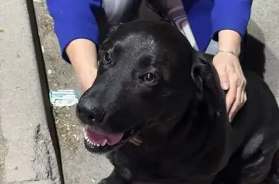 Найдена собака: Брестская ул, 1/79а, Ростов-на-Дону