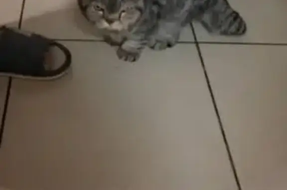 Найдена кошка, ул. Перерва 62, Москва