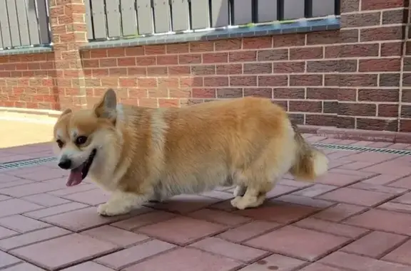 Собаки потеряшки, Сальск, фото: Потеряшка собака, Белорусский пер., 1, Сальск