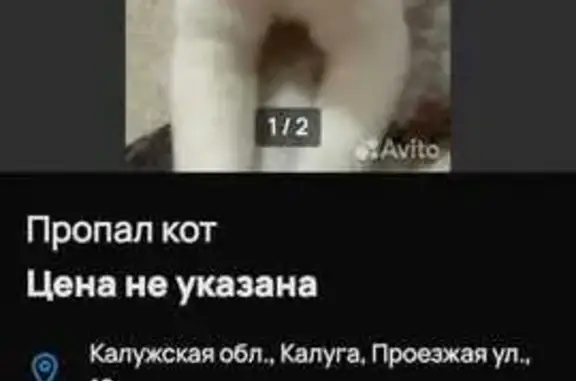 Кошки потеряшки, Калуга, фото: Потеряшка белый кот, Проезжая ул. 19, Калуга