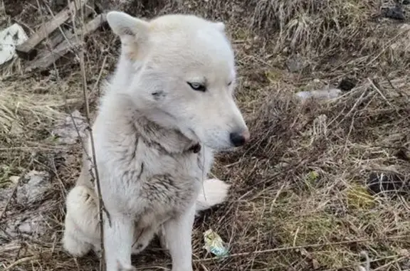 Хаски найден на Магницкого 1А, Чебоксары