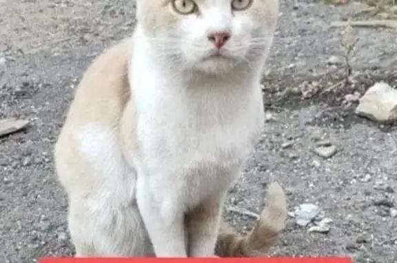 Пропала кошка, ул. Ленина, 12, Агроном