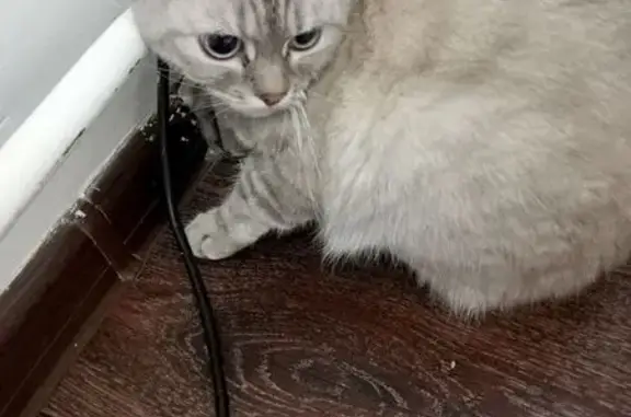 Кошка найдена на ул. Братьев Кашириных