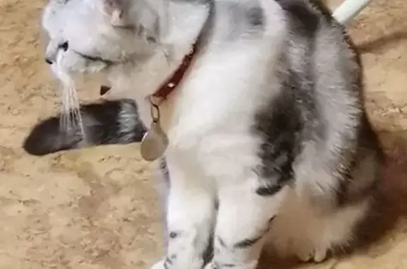 Пропала кошка на Медицинской, 11, НН