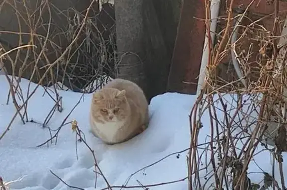 Рыжая кошка найдена: Солнечная ул.