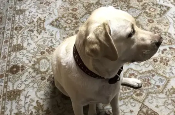 Собака найдена: пл. Ленина, Горно-Алтайск