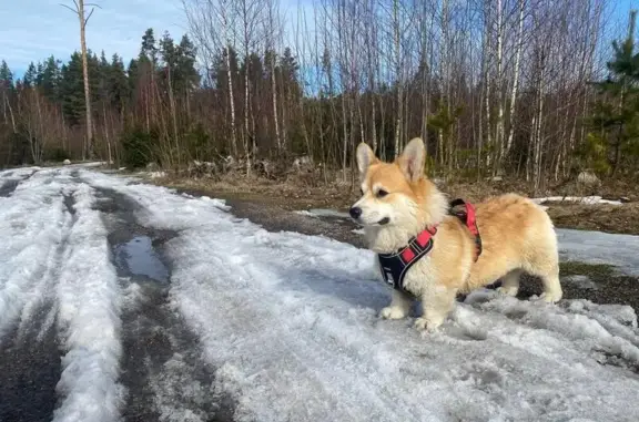 Собаки потеряшки, Приозерск, фото: Потеряшка собака на Инженерной, 21, Приозерск