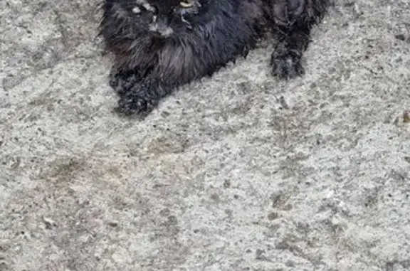 Кошка найдена, ул. Кирова 15, Йошкар-Ола