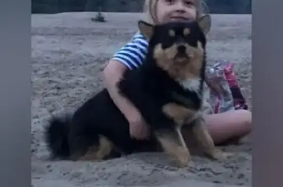 Пропала собака, Школьный пер., 20, Евтино