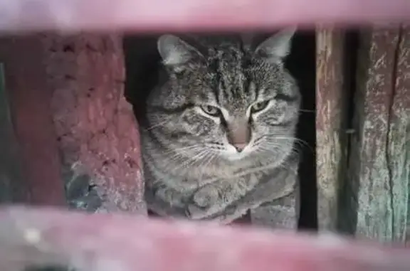 Кошка найдена: ул. Г. Исакова, 205, Барнаул