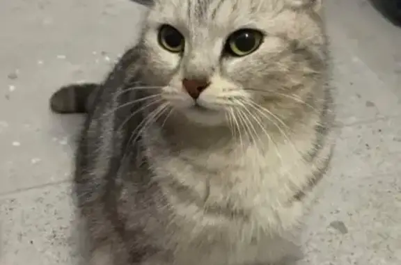 Кошка найдена в ЖК 