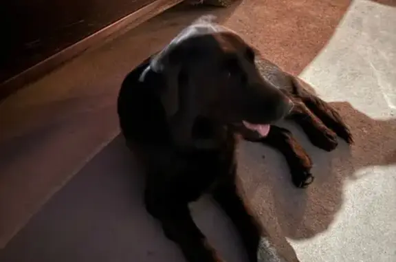 Собака найдена: Парковая ул, 7-5, Новолисиха