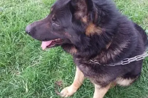 Найденные животные Астрахань, фото: Собака найдена на Адмиралтейской 53А