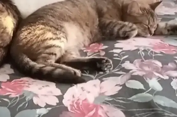 Потерянные животные Донецк, фото: Пропала кошка, Словацкая 59, Донецк