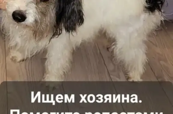 Найдена собака, Москва, фото: Собака найдена: Ангарская ул, 42 с1, Мск