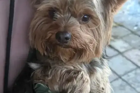 Найдена собака, Свердловская область, фото: Собака найдена: 65К-5808000, Свердловская обл.