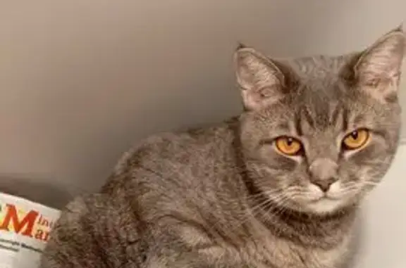 Кошки потеряшки, Балаково, фото: Потеряшка кошка, Минская 47, Балаково