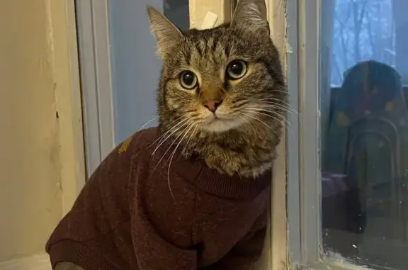 Найдена кошка, Москва, фото: Кошка найдена у проспект Мира, 122