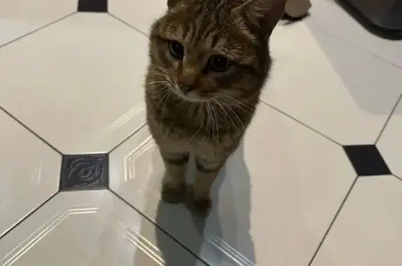 Найденные животные Нижневартовск, фото: Кот снят с дерева, Интернациональная 29А