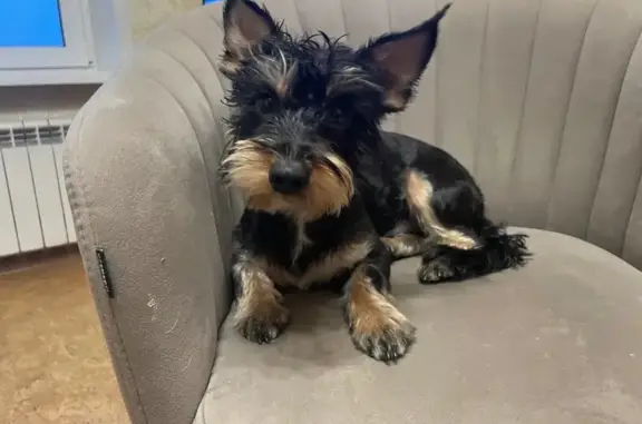 Найдена собака, Москва, фото: Найдена собака: Грайвороновская 10А с1