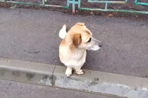 Собака найдена: ул. Бородина, 17, Пенза