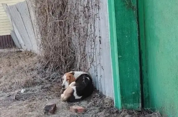 Собака найдена: Никольское, Кузнецкий район