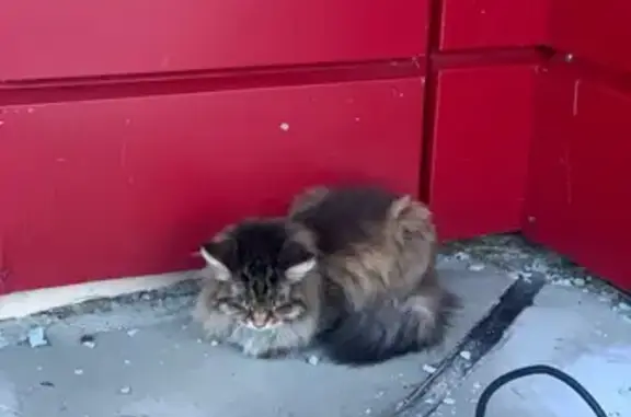 Найдена кошка, Ноябрьск, фото: Кошка найдена: Рабочая ул, 109А, Ноябрьск