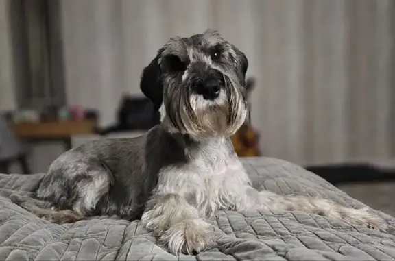 Собаки потеряшки, Санкт-Петербург, фото: Потеряшка собака, Дибуновская ул., 22