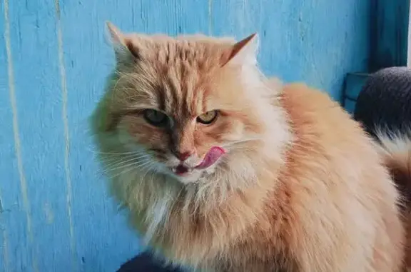 Объявления о пропавших и найденных животных, Тарко-Сале, фото: Красивая кошка найдена на ул. Победы, 19