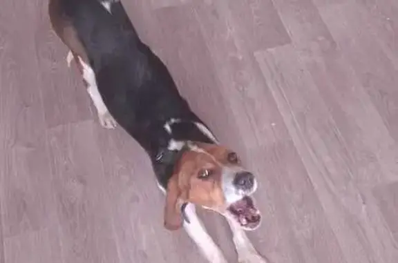 Найдена собака, Пшада, фото: Собака найдена: Советская ул., 27, Пшада