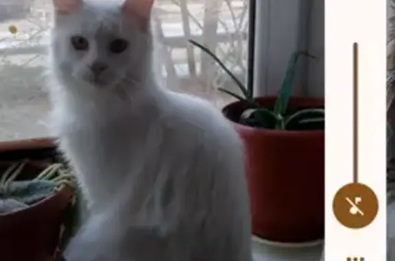 Кошки потеряшки, Горячий Ключ, фото: Потеряшка кошка, ул. Ярославского 146Е к6