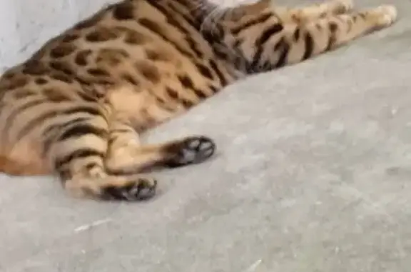 Кошки потеряшки, Асбест, фото: Потеряшка кошка, пр. Ленина 26/2, Асбест