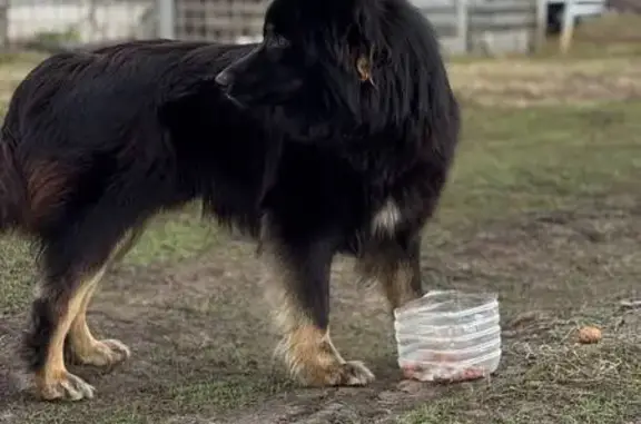 Найдена собака, ул. Павлова, 2А, Богатое