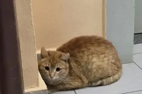 Найдена кошка, ул. Лобачевского, 4 к1