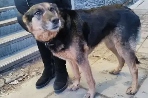 Найдена собака, Вельская ул. 3, Архангельск